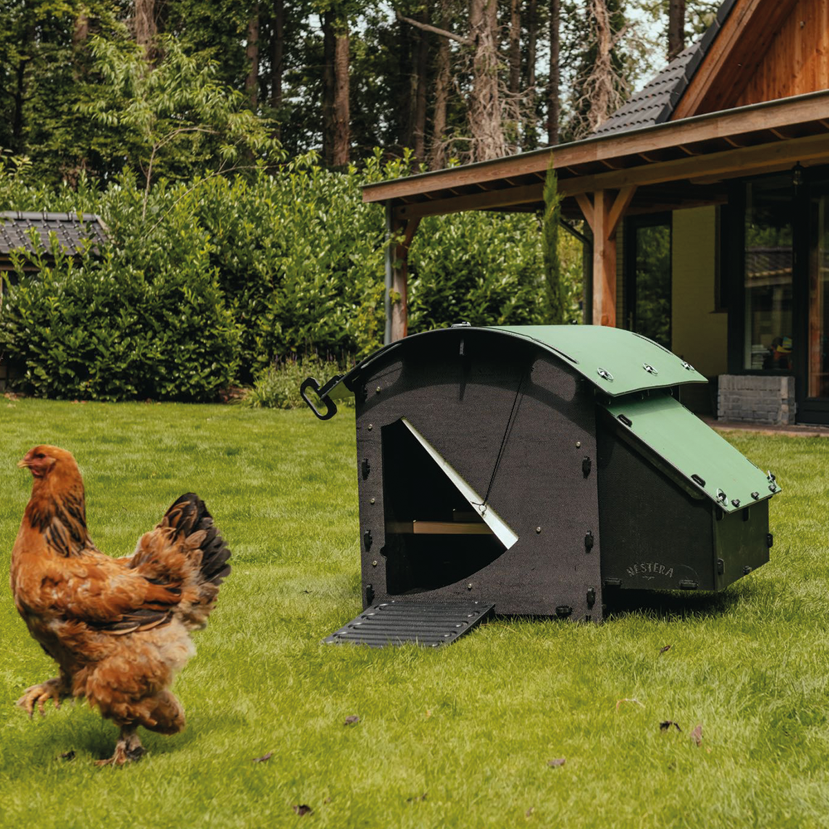 Hatching Time Nestera. Medium coop can be seen in image on grass in front of house. Chicken is shown for scale standing in grass next to coop. Coop has door open with automatic coop opener. Ramp is leading up to opening for easy chicken access. Nesting box is on side connected to chicken coop, with lifting door for easy egg access. Roof of coop is slanted to prevent roosting.