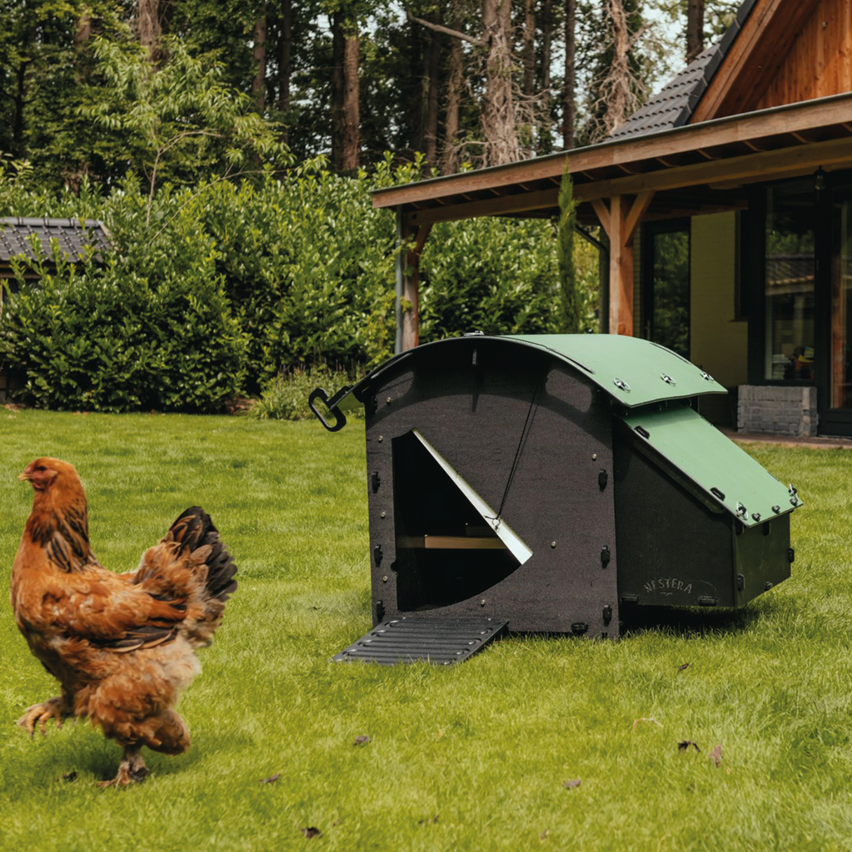 Hatching Time Nestera. Medium coop can be seen in image on grass. Coop has door open with automatic coop opener. Ramp is leading up to opening for easy chicken access. Nesting box is on side connected to chicken coop, with lifting door for easy egg access. Roof of coop is slanted to prevent roosting. Chicken can be seen in grass next to coop to show size scale.