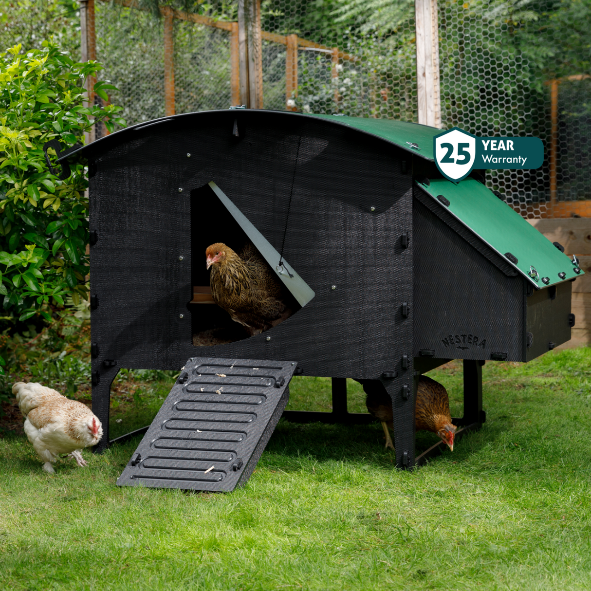 Hatching Time Nestera. Large lodge chicken coop with chickens inside and around can be seen. Chicken coop has ramp leading up to chicken coop door. Nesting box can be seen on side of coop.