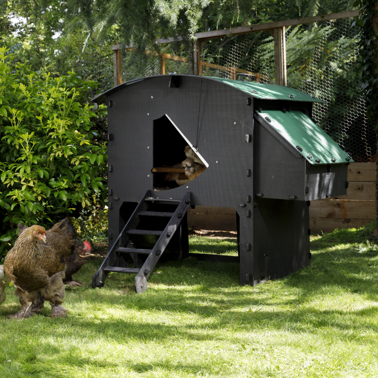 Hatching Time Nestera. Penthouse coop can be seen in image.  Raised coop can be seen on grass with large chickens around it. Nesting box can be seen on side of coop. There are steps up to coop opening for access.