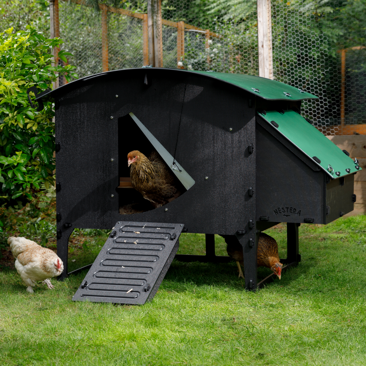 Hatching Time Nestera. Large Lodge is on grass in image with chickens inside and around it. Ramp leads to chicken coop door for easy chicken access. Nesting box with easy open lid for quick egg collection is on side of chicken coop. Roof is sloped to prevent roosting.