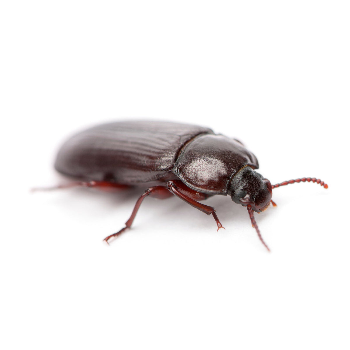 Live Mealworm Beetles for Sale – Tenebrio Molitor | Hatching Time