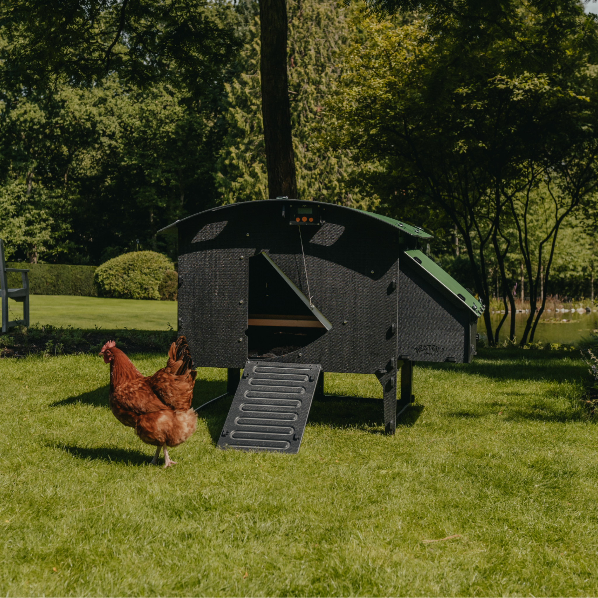 Hatching Time Nestera. Large Lodge coop can be seen in image on grass. Coop has door open with automatic coop opener. Ramp is leading up to opening for easy chicken access. Nesting box is on side connected to chicken coop, with lifting door for easy egg access. Roof of coop is slanted to prevent roosting.