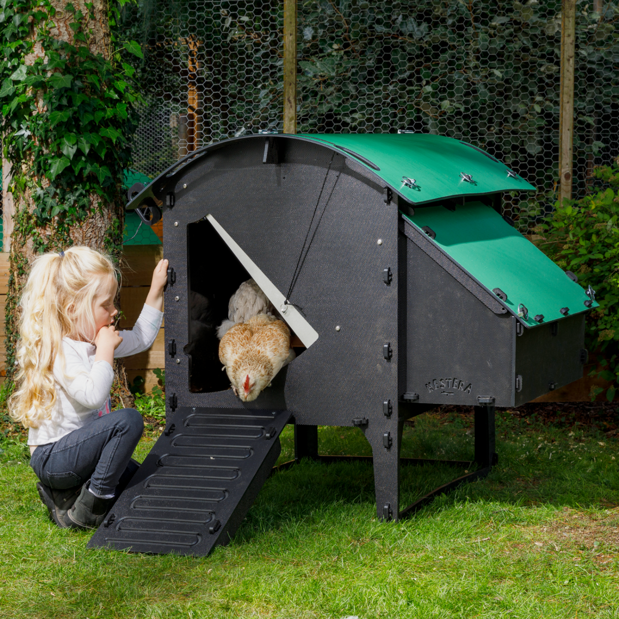 Hatching Time Nestera. Medium lodge is on grass with a chicken coming out of the coop door. Small child is kneeling next to coop watching chickens. Nesting box can be seen on side of chicken coop.