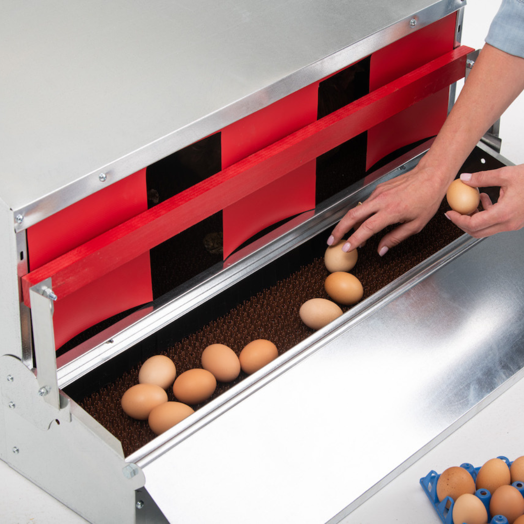 Hatching Time. EZ-Gather Reversible Nest Box open egg collection tray with person picking out eggs.