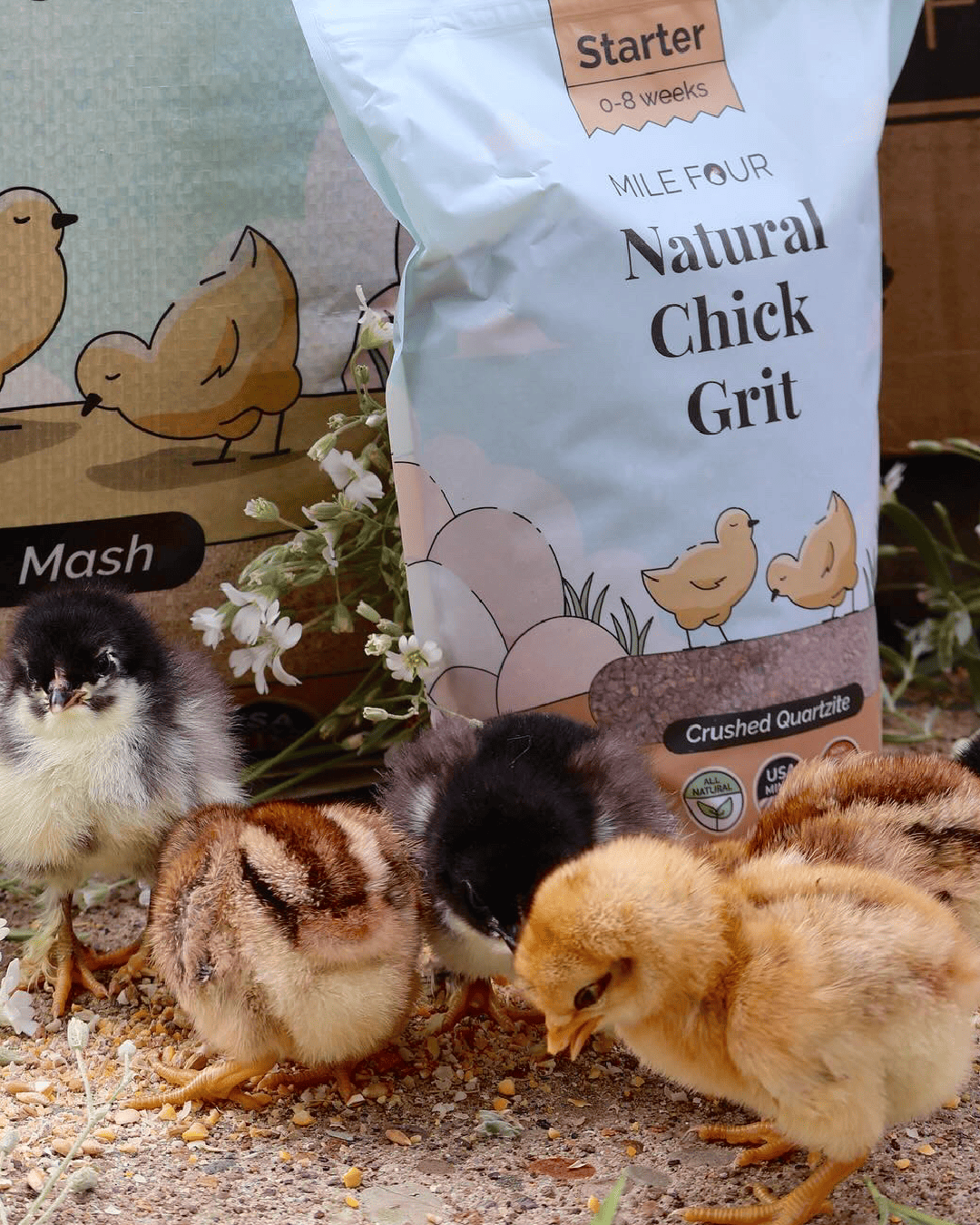 a few baby chicks standing next to a large bag of mile four natural chick grit