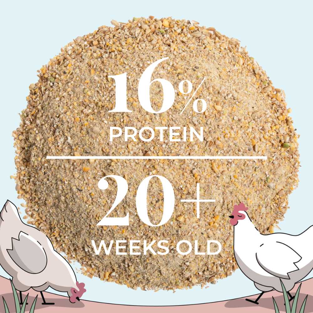 Mile Four Layer Organic Chicken Feed is 16% protein