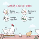 benefits of Mile Four Layer Organic Chicken Feed