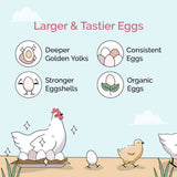 benefits of Mile Four Starter Organic Chicken Feed