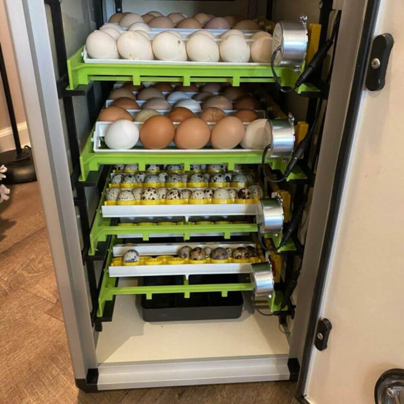 Hatching Time Cimuka. CT incubator can be seen with racks full of chicken and quail eggs.