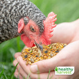 Hatching Time Healthy Harvest. Whole & Hearty 17% Layer feed. A chicken can be see eating healthy harvest feed from a persons hand.