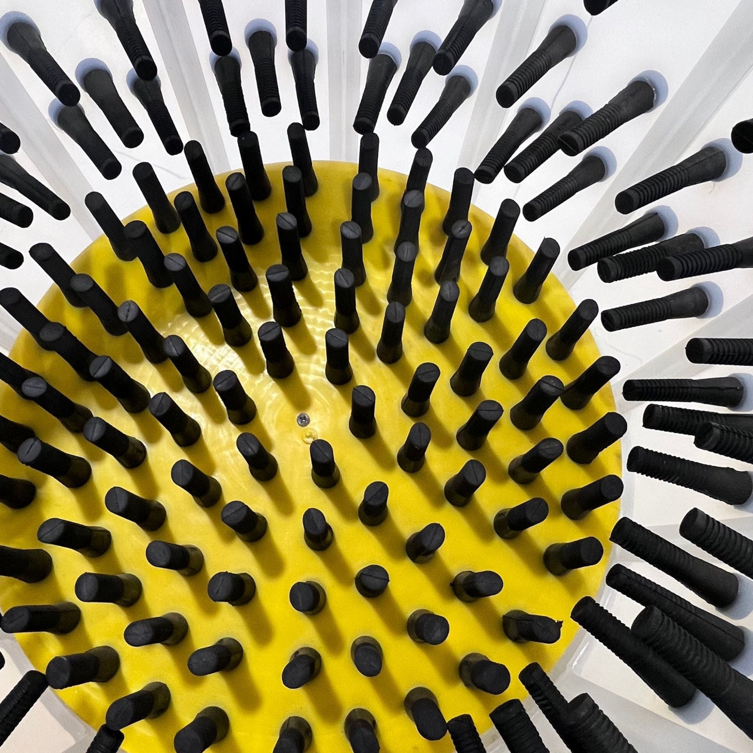 Hatching Time Cimuka. Above view of tub shows plucker fingers inside of feather plucker drum. 