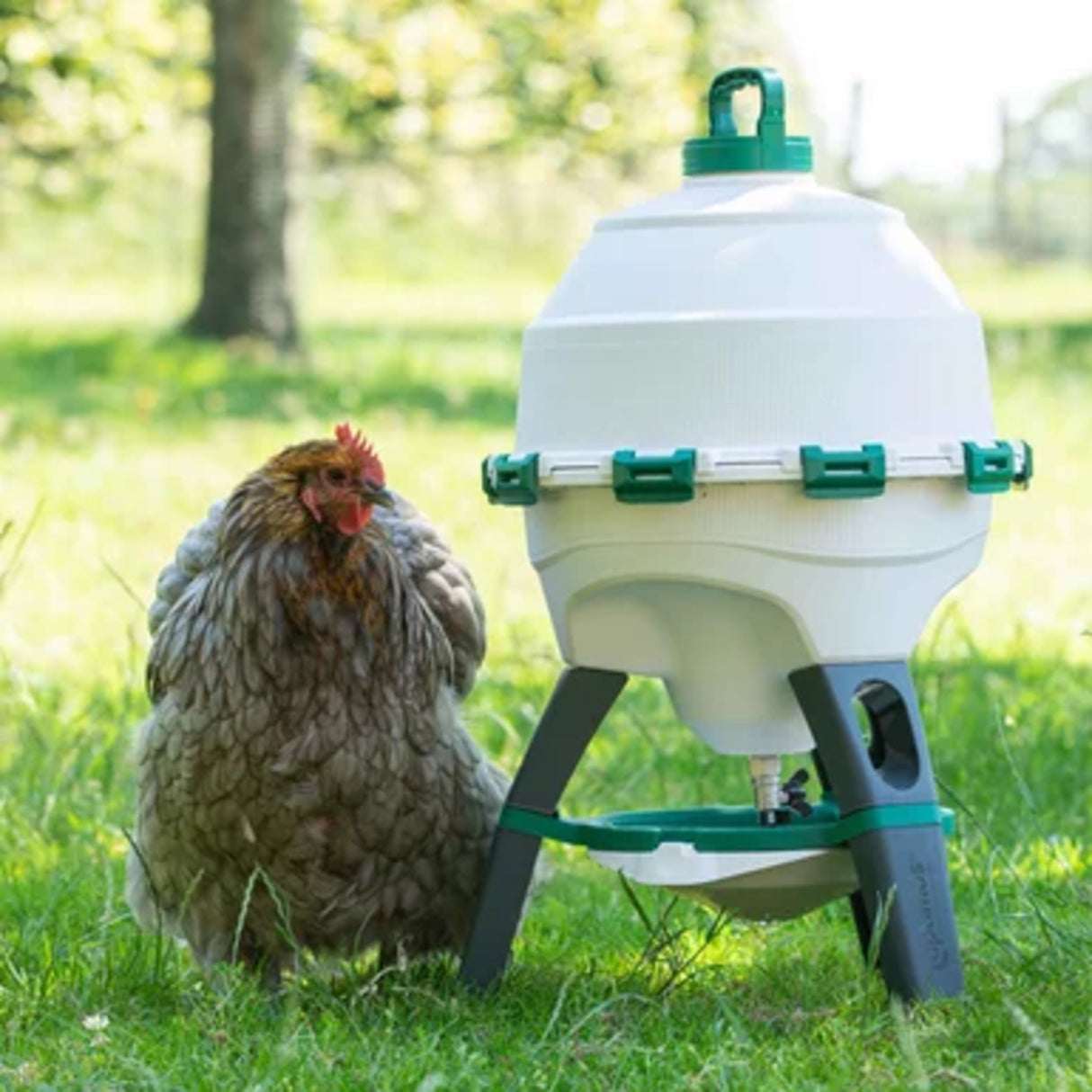 The Optimus Poultry Drinker - 6 Gallon next to a chicken