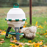 a chicken drinking from the Optimus Poultry Drinker - 6 Gallon