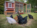 Chicken Coop - Medium (Up to 10 Chickens)