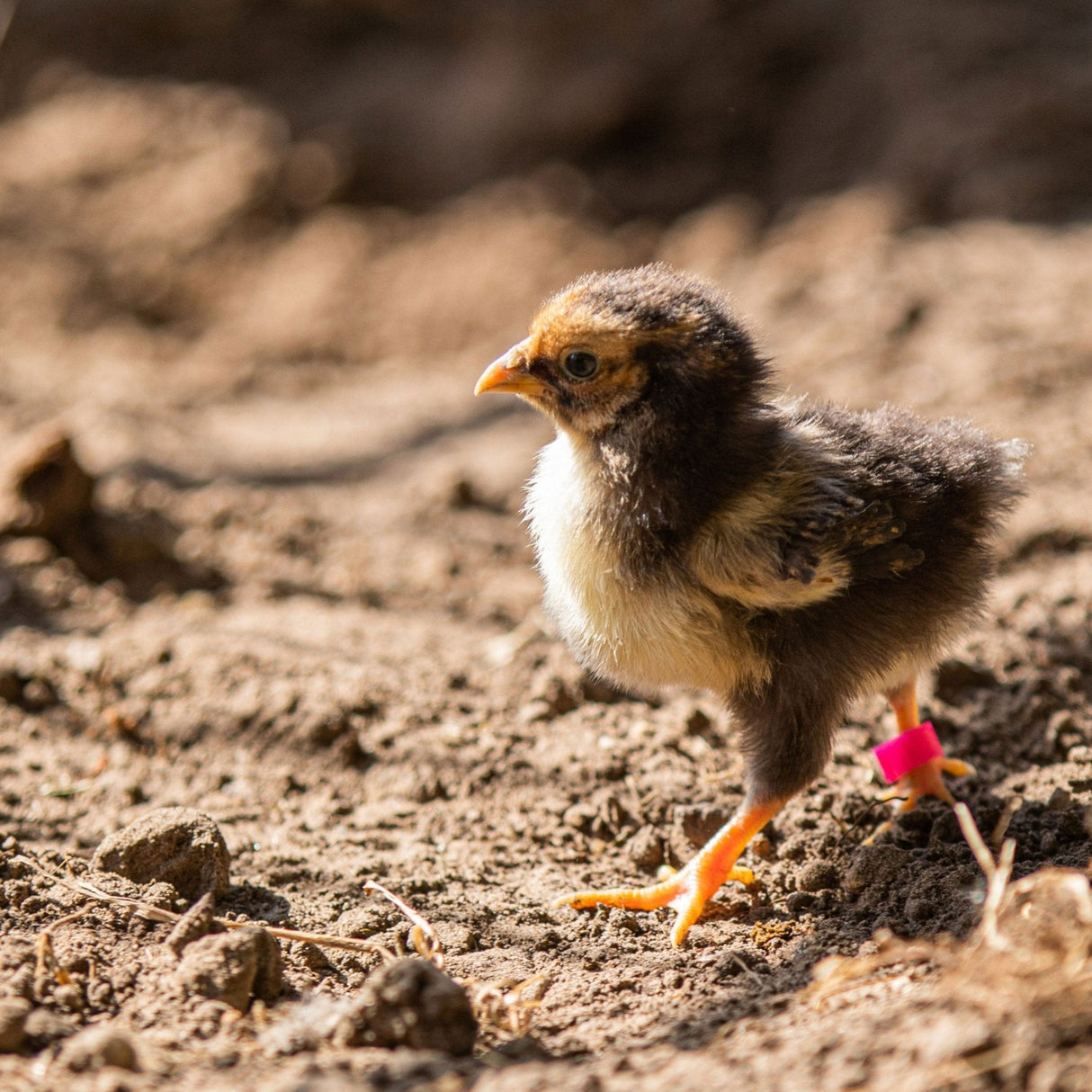 Hatching Time Olba. A chick can be seen walking with a leg ring on.