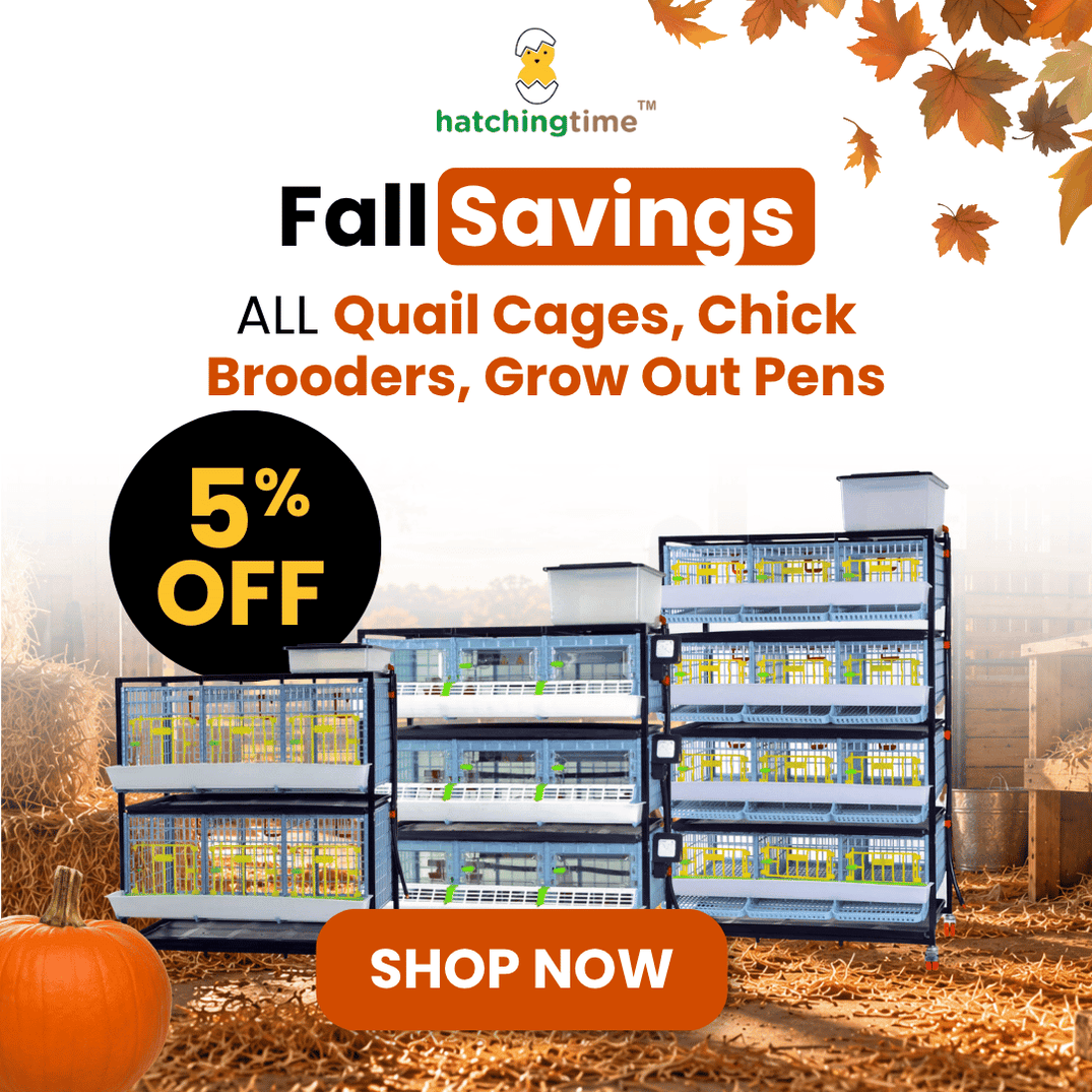 Coupons Codes and Promotions | Hatching Time