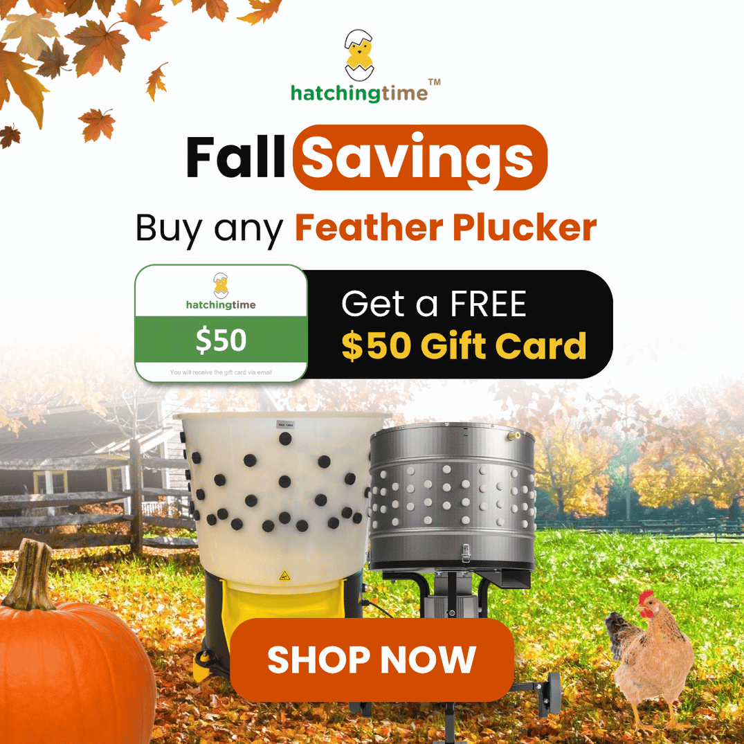 Coupons Codes and Promotions | Hatching Time