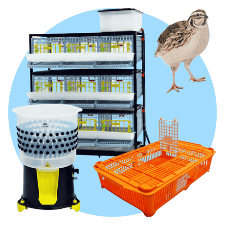 Hatching Time Cimuka. Quail Cage, Quail feather pluckers, and transport coop can be seen in image with a quail.