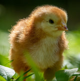 Hatching Time. Rhode Island Red chick can be seen walking through grass.