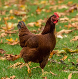 Hatching Time. Rhode Island Red chicken can be seen walking on grass that is covered in leaves. The Rhode Island Red has brown feathers.