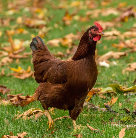 Hatching Time. Rhode Island Red chicken can be seen walking on grass that is covered in leaves. The Rhode Island Red has brown feathers.