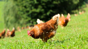 Reviews of Hatching Time