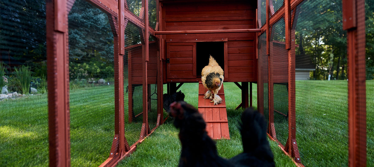 Chicken Coop for 10 Chickens - Rhode Island Homestead w/ Run Options