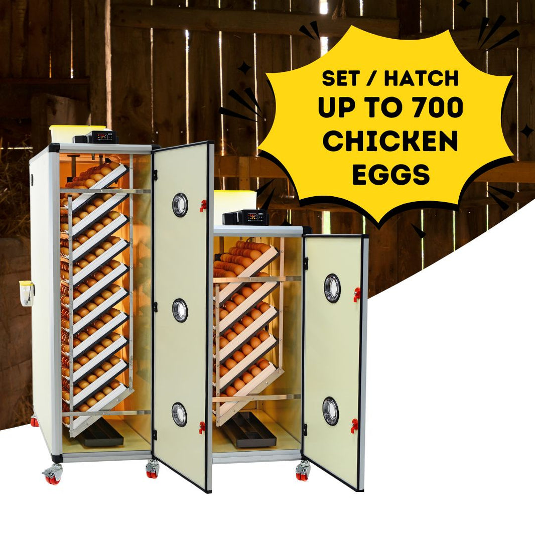 Innovative Poultry Equipment For Poultry Lovers – Hatching Time