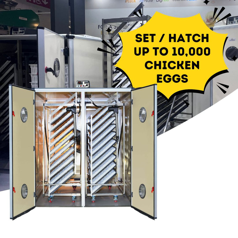 Innovative Poultry Equipment For Poultry Lovers – Hatching Time