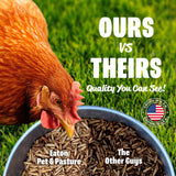 Chicken eating Premium Grubs black soldier fly larvae with side-by-side quality comparison emphasizing USA-grown premium poultry treats.