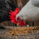 Close-up of a chicken eating dried black soldier fly larvae, a high-protein and calcium-rich treat that supports feather and eggshell health.