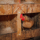 Laying hen standing beside nesting boxes lined with Premium Nesting Pads made from USA-grown aspen excelsior.