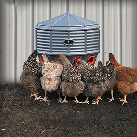 Hatching Time Silo wall mounted Coopworx Feeder shown being used by 6 chickens