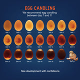 Chicken egg candling chart showing embryo development from day 1 to day 21, including blood vessel formation, growing embryos, recommended candling days 7–11, and chick hatching.