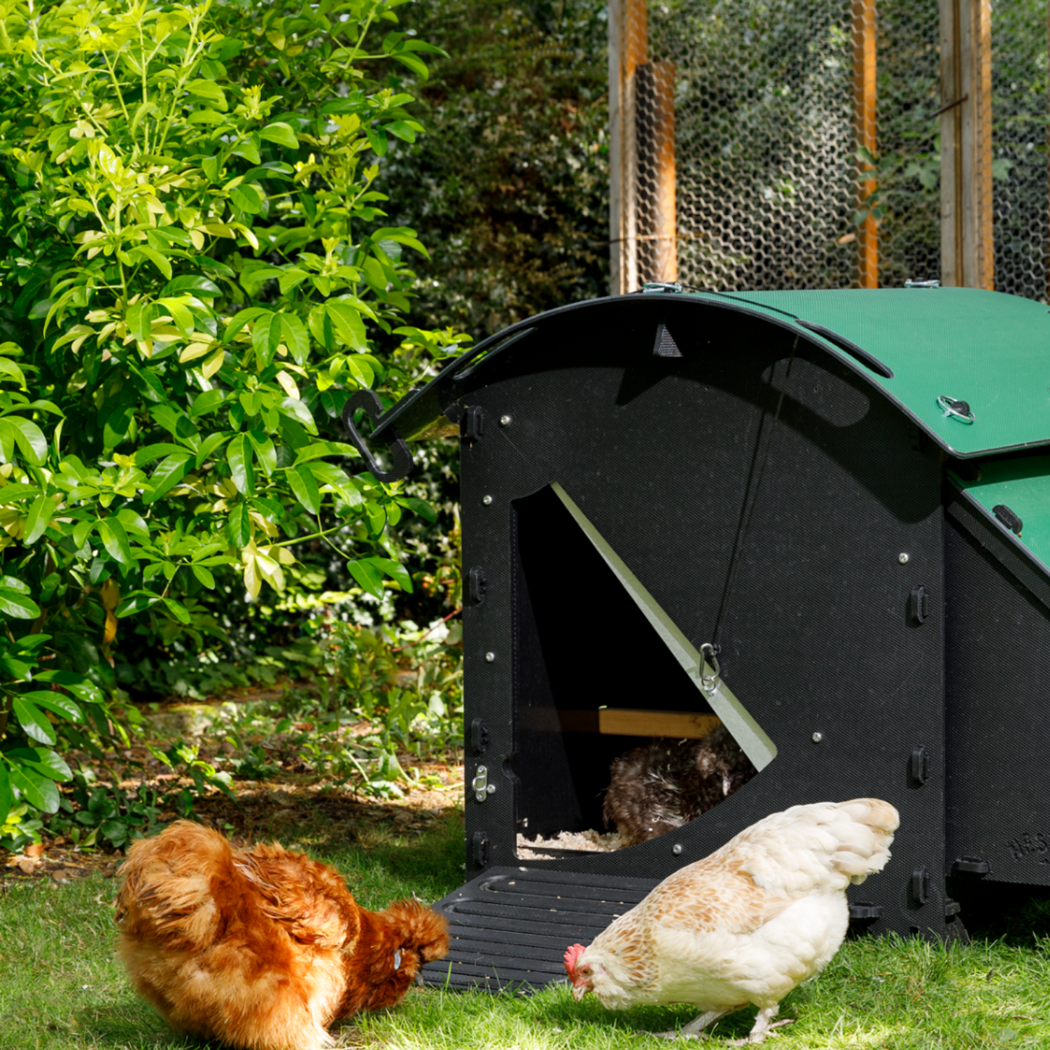 Hatching Time Nestera. Small house chicken coop can be seen in grass with chickens inside and around it. Nesting box is connected to side of chicken coop. Ramp leading to coop door for easy chicken access.