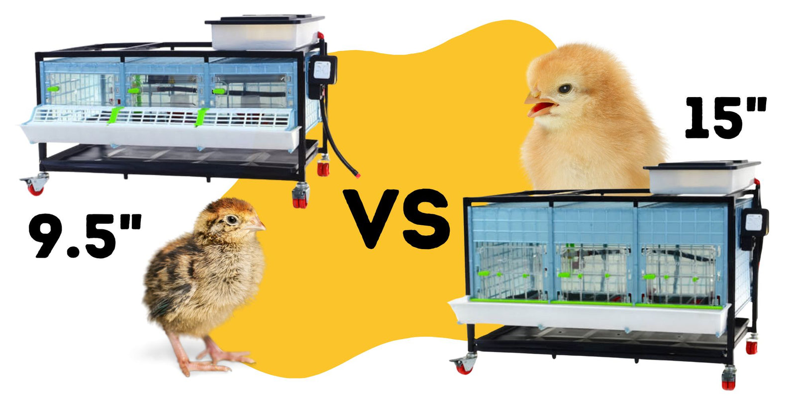 Quail Brooder vs Chick Brooder - Which One to Pick? | Hatching Time