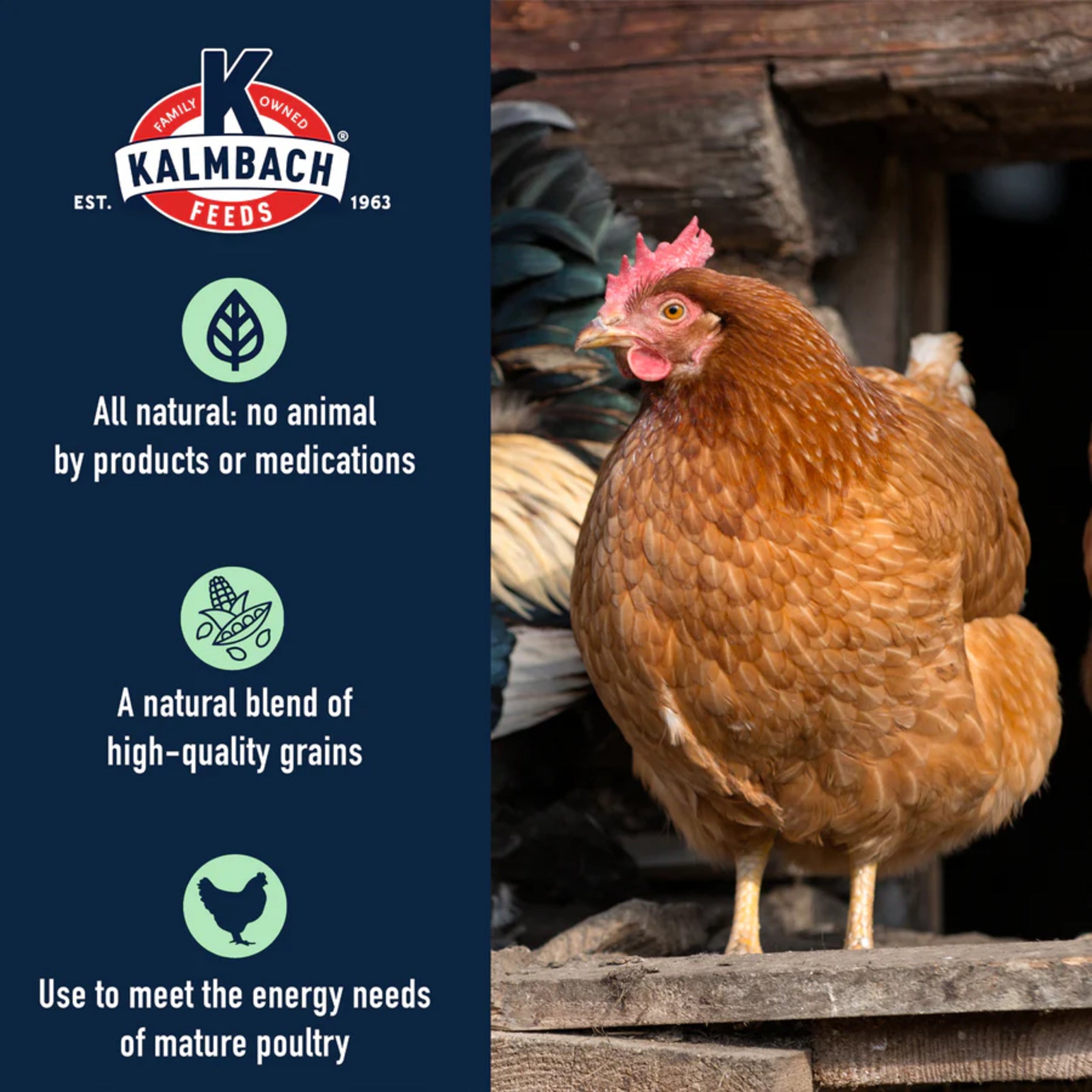 Hatching Time Kalmbach Feeds. A chicken can be seen in image to show 5 grain premium scratch is formulated for chickens.