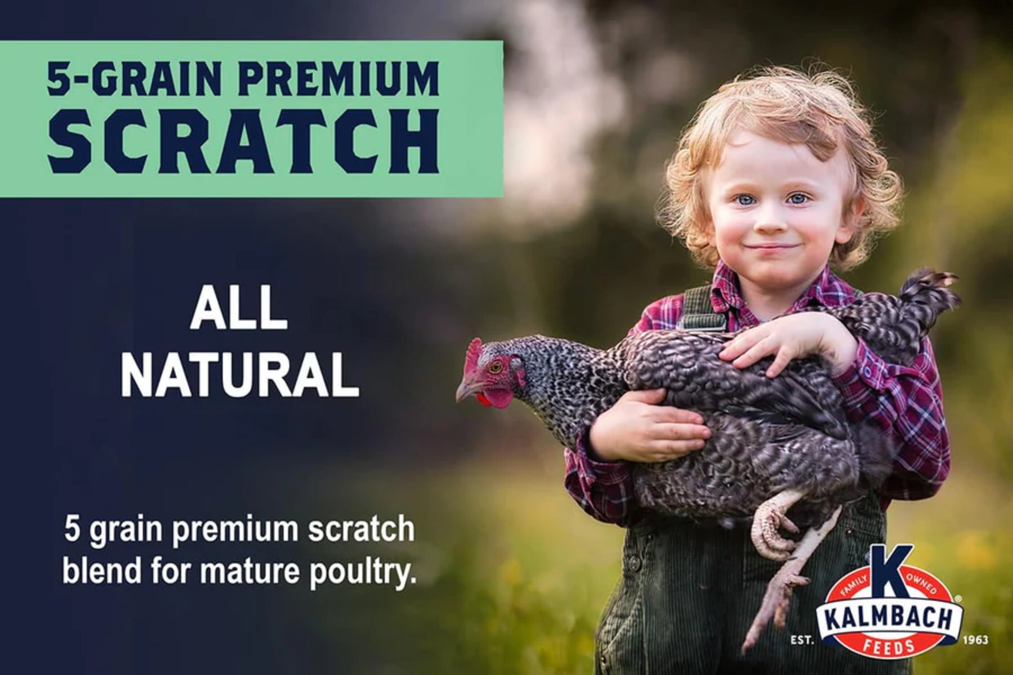 Hatching Time Kalmbach Feeds. image shows a little girl carrying a chicken. Text reads all natural 5 grain premium scratch blend for mature poultry.