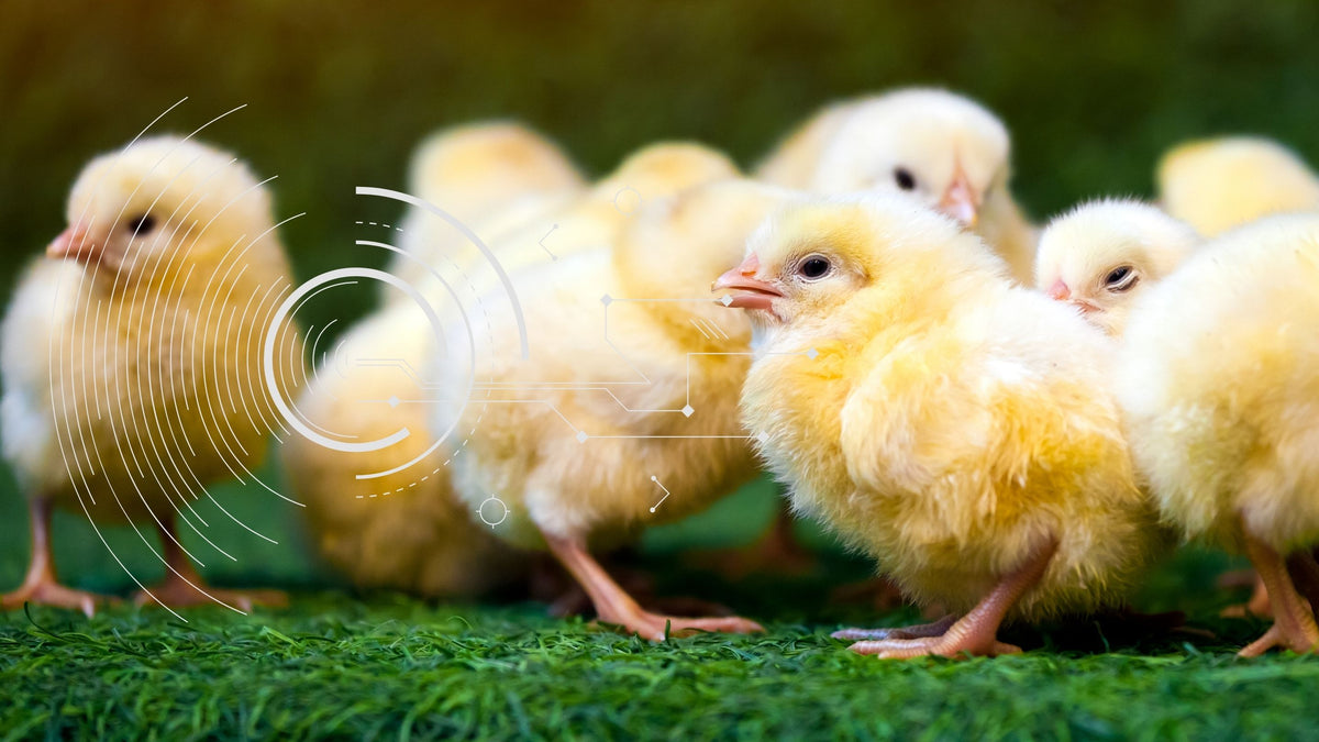 Technology (Innovative Poultry Equipment) | Hatching Time