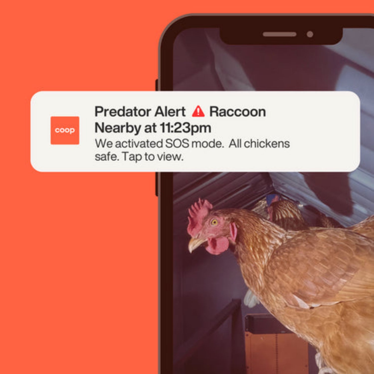Hatching Time. Notification can be seen in image from Coopcam showing alert coopcam sends users in case of predators.