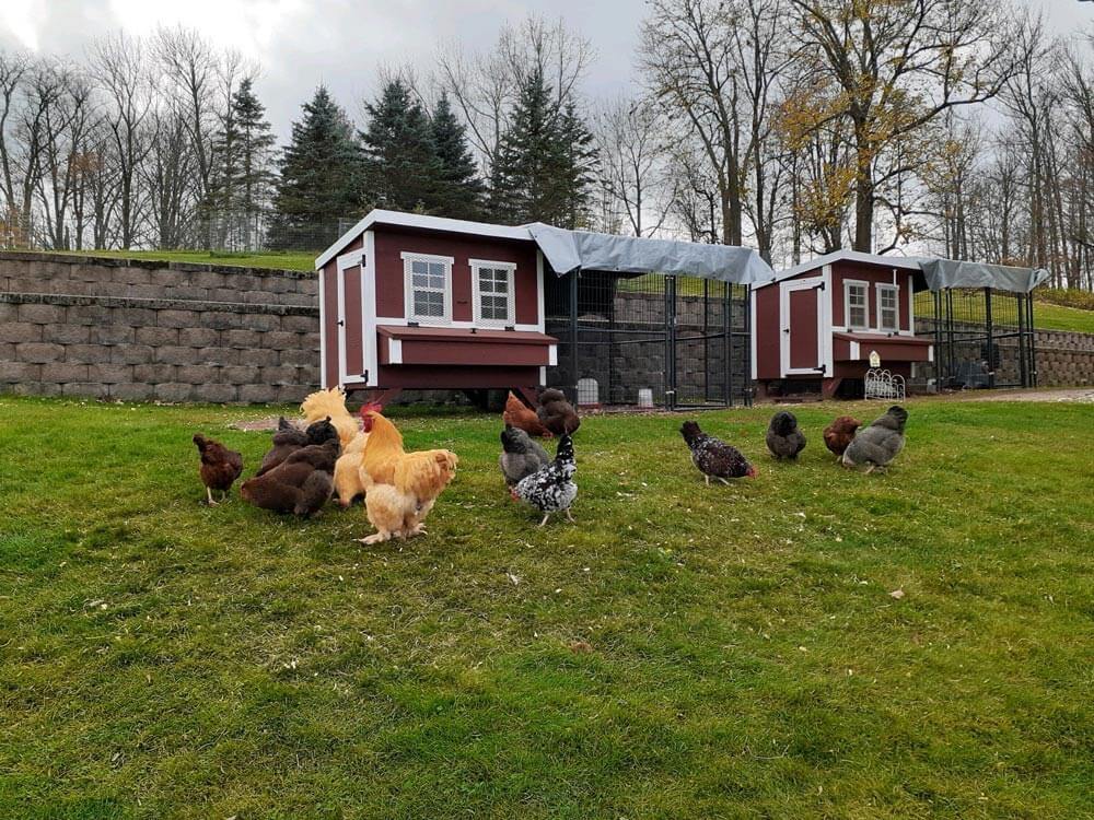 Chicken Coop - Large (Up to 15 Chickens)