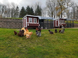 Chicken Coop - Large (Up to 15 Chickens)