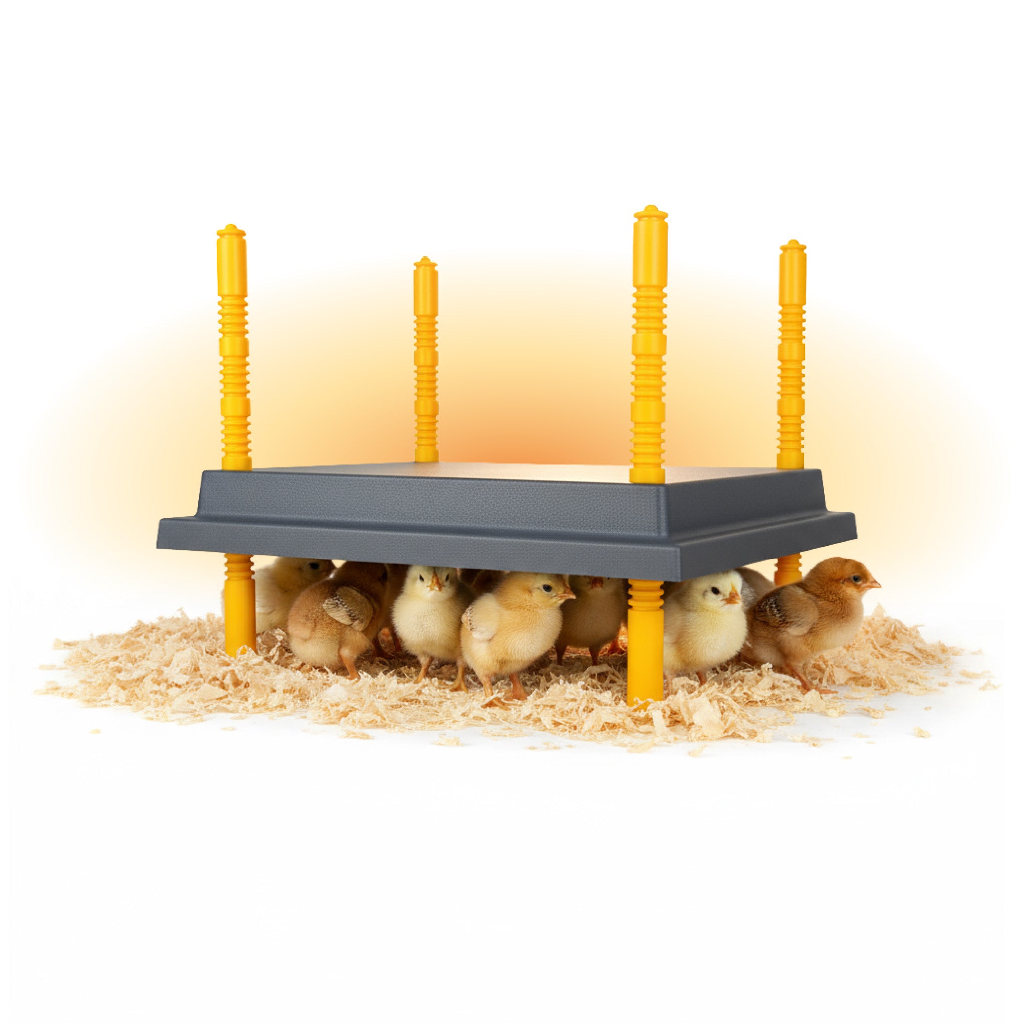 Warmzy Heating Plate 14x14 Brooder for 25–30 Chicks | Hatching Time