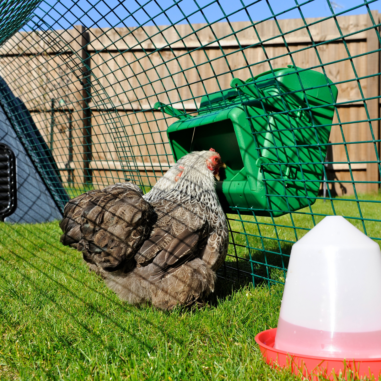 Hatching Time Wise. Cage feeder can be seen mounted on cage and in use by a chicken.