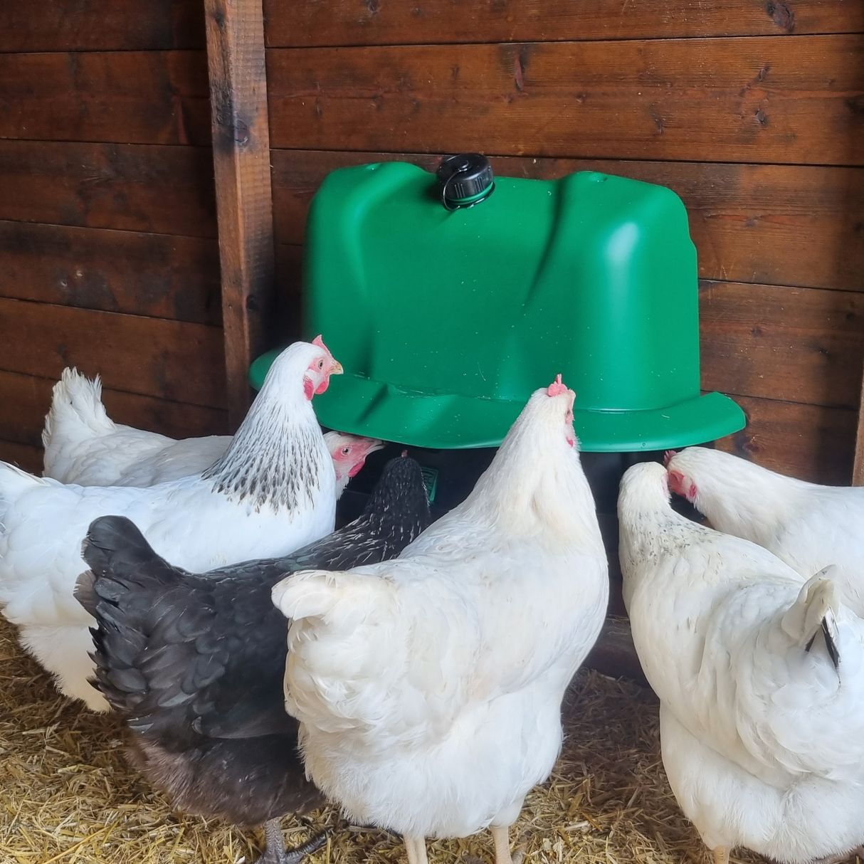 Hatching Time Wise. Drinker mounted on wall can be seen being used by 6 chickens.