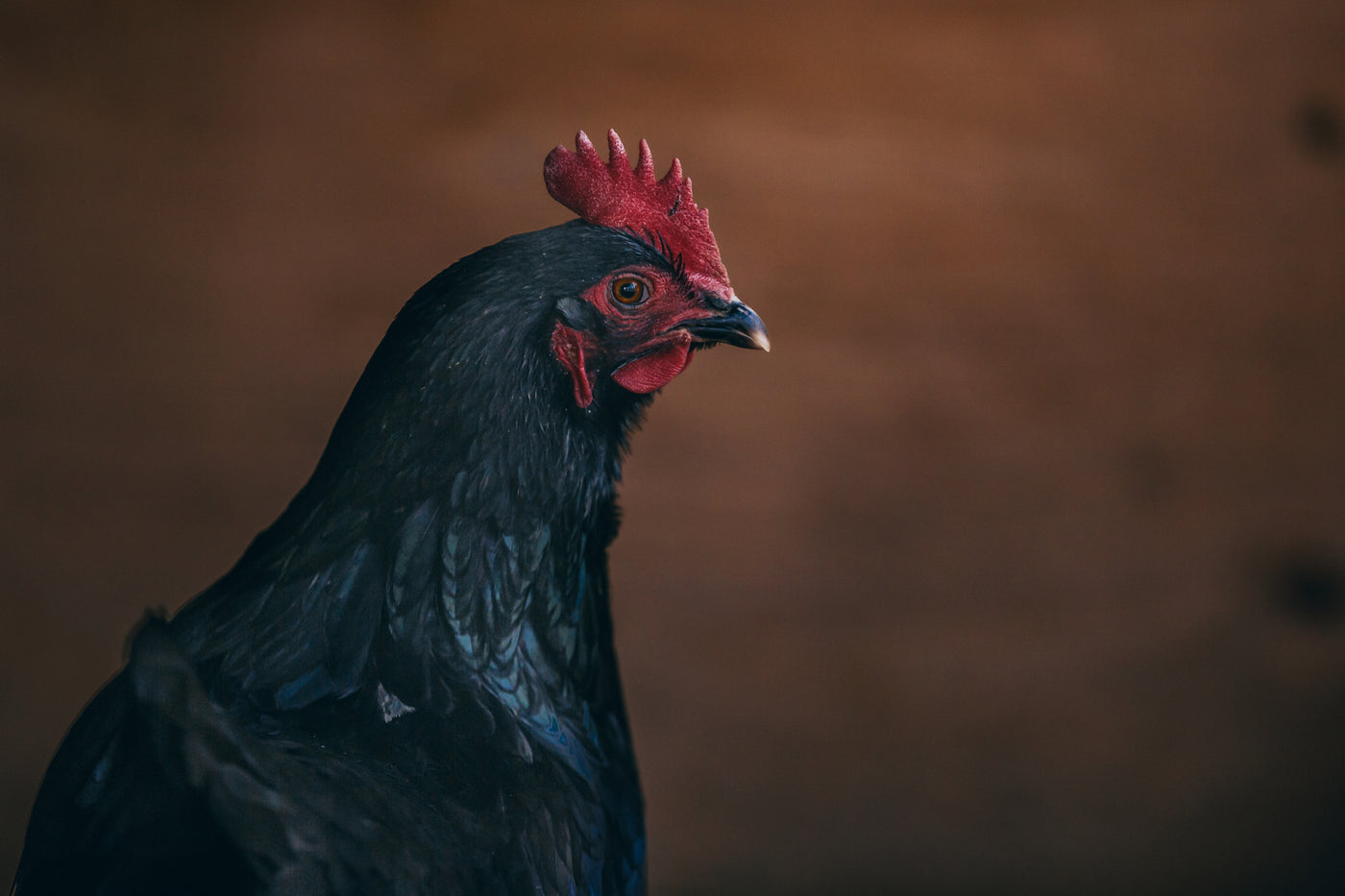 Hatching Time. Black chicken can be seen in image looking to the right.