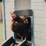 Hatching Time Farmright. A chicken coming out through automatic coop door.