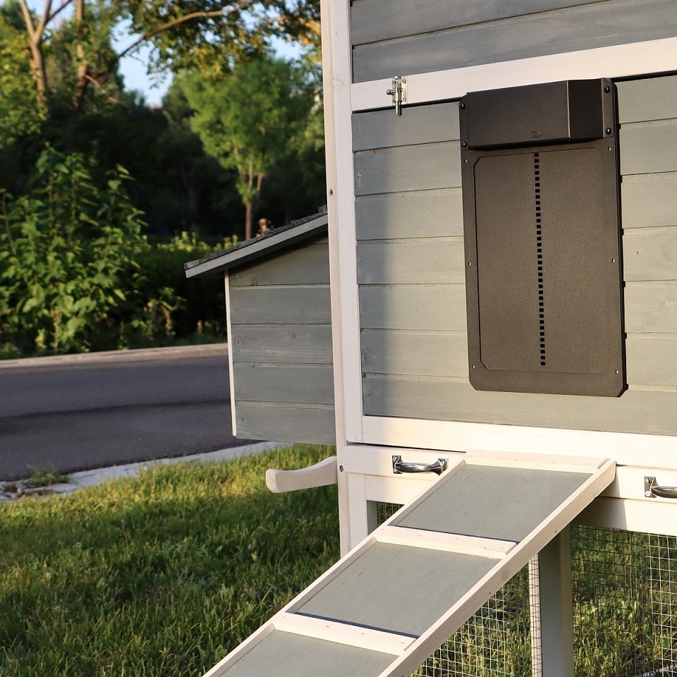 Hatching Time Farmright. Automatic coop door can be seen installed on chicken coop.