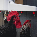 Chicken drinking from The Chicken Fountain Gen 2 automatic wall-mounted poultry waterer with horizontal nipple drinkers